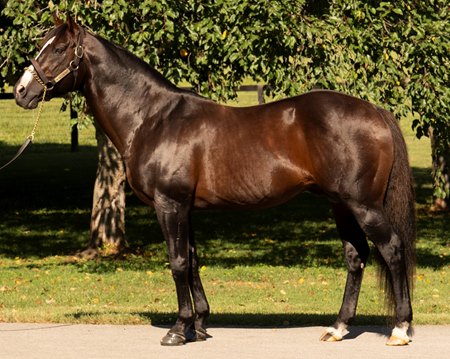 War Front at Claiborne Farm