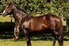 War Front at Claiborne Farm