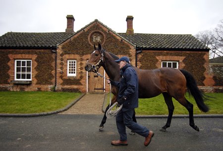 Motivator in 2009 at The Royal Studs