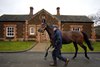 Sandringham Stud 12.1.09 Pic:Edward Whitaker
Motivator is led to the paddock in the walled garden  at The Queen's Sandringham Stud by his stallion man David Cartledge