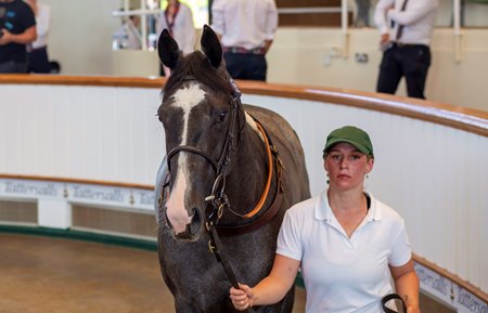 Aegina, cataloged as Lot 522, in the ring at the Tattersalls July Sale