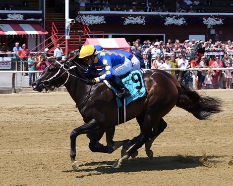 Juveniles Grand Yaupon, High Official, Lifesong Shine