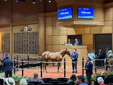 Hip 135, a colt by Vekoma, in the ring at Fasig-Tipton July Sale