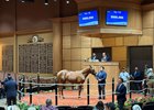 Hip 135 in the ring at Fasig-Tipton