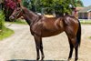 Cha Cha Baby, Hip 27, 2026 Fasig-Tipton July Digital Sale