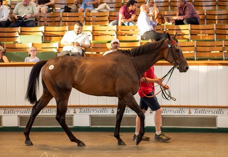Sea Force, cataloged as Lot 765, topped the third and final day of the Tattersalls July Sale