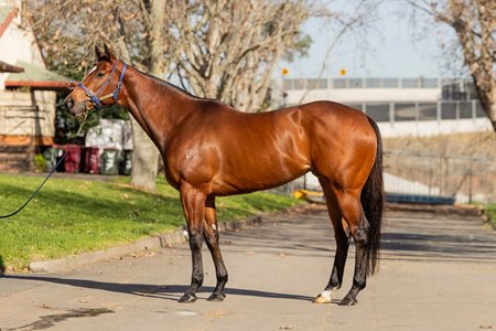 Arctic Glamour consigned as Lot 231 to the Inglis Digital Australia July (Late) Sale