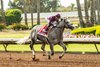 Pamela Ziebarth’s Sweet Azteca, carrying jockey Armando Ayuso, wins the Grade II $200,000 Great Lady M Stakes for the third-straight year Saturday, July 4, 2026 at Los Alamitos Race Course, Cypress, CA.  
Benoit Photo