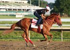 Haskell Stakes contender The Puma gallops for the first time on the track at Monmouth Park Racetrack in Oceanport, NJ under rider Carlos Olivero on Wednesday morning. Photo by Bill Denver/EQUI-PHOTO.