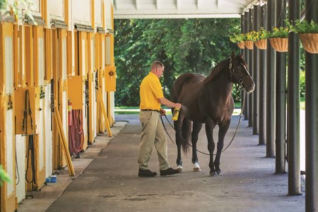 War Front at Claiborne Farm