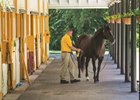 Claiborne Farm 2017 War Front being prepared to be turned out for the afternoon, in the open front of the 6 stall barn.
