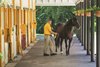 Claiborne Farm 2017 War Front being prepared to be turned out for the afternoon, in the open front of the 6 stall barn.
