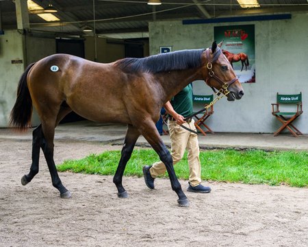 Hip 55, a gray or roan colt by Mage, walks on the sales grounds at Fasig-Tipton
