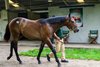 Hip 55 , a colt by Mage out of French Politics, walking at the Airdrie Stud, consignment. 
Look Ahead feature photos for the Fasig-Tipton Kentucky Yearling and HORA July sale at Fasig-Tipton near Lexington, Ky., on July 11, 2026. 
