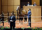 Hip 365, 2026 Fasig-Tipton July Sale of Selected Yearlings and HORA Sale