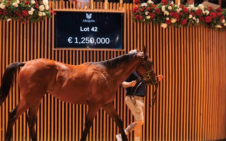 The Justify colt consigned as Lot 42 in the ring at the Arqana August Yearling Sale