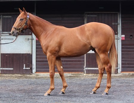 Lot 362, a colt by Night of Thunder, at the Goffs UK Premier Yearling Sale