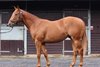 Lot 362, 2026 Goffs Premier Yearling Sale