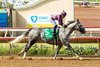 Pamela Ziebarth’s Sweet Azteca carries jockey Juan Hernandez to victory in the Grade III $100,000 Rancho Bernardo Sunday, August 16, 2026 at Del Mar Thoroughbred Club, Del Mar, CA.  The win gives the six-year-old daughter of Sweet Azteca, trained by Richard Baltas, her third-consecutive win in this race.
Benoit Photo