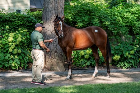 Hip 121, an Into Mischief colt that sells for $2.6 million during Fasig-Tipton's The Saratoga Sale