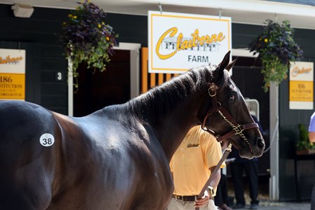 Hip 38, a colt by Not This Time, is part of Claiborne Farm's first consignment at Fasig-Tipton's The Saratoga Sale since 1975