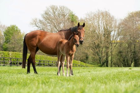 Immortal Verse with Henri Matisse as a foal in 2022