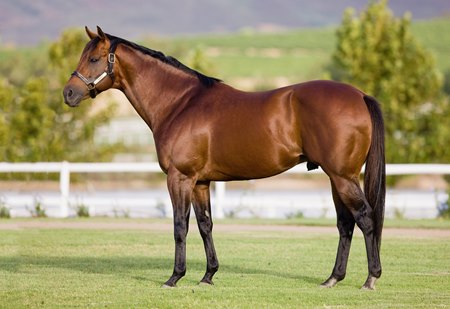 Trippi at Drakenstein Stud in South Africa