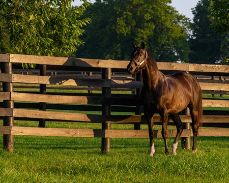 Not This Time at Taylor Made Farm