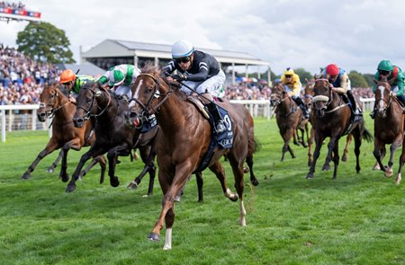 Bacio and Juan Hernandez storm home to win the Nunthorpe Stakes at York Racecourse