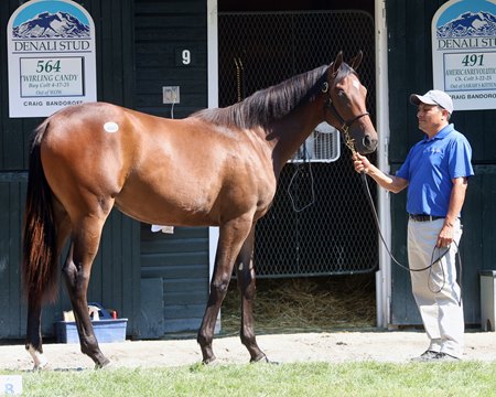 The Bucchero filly consigned as Hip 460 at the Fasig-Tipton New York-Bred Yearlings Sale
