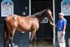 Hip 460, 2026 Fasig-Tipton New York Bred Sale