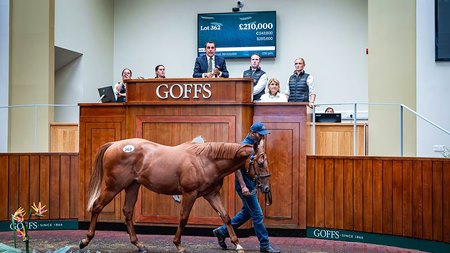 Lot 362, a colt by Night of Thunder, at the Goffs UK Premier Yearling Sale