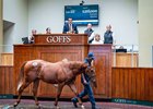 Lot 362, 2026 Goffs Premier Yearling Sale