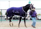 Orientate, Breeder's Cup Sprint at Arlington 2002