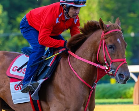 The Puma trains at Saratoga Race Course