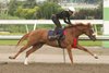 Bond Market breezes  under jockey Xarel Forde  at Woodbine Racetrack on August 13, 2026.Woodbine/ Michael Burns Photo