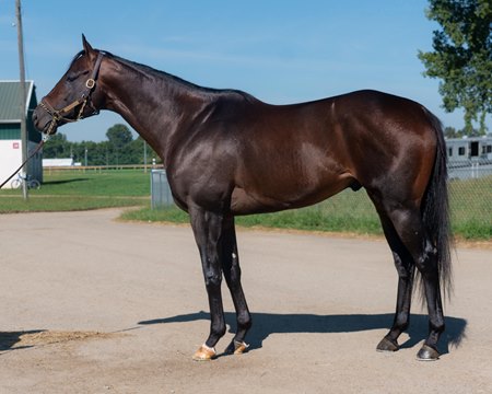 Coal Battle, consigned as Hip 22, in the Fasig-Tipton August Digital Sale