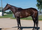 Hip 22, 2026 Fasig-Tipton August Digital Sale
