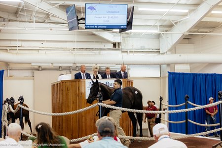 The Gunite colt, consigned as Hip 41 in the ring at the Texas Summer Yearling Sale