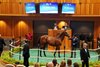 Hip 19 , 2026 Saratoga Select Yearling Sale