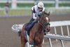 August 12, 2026, Woodbine Racetrack, Dixie Law breezes under jockey Pietro Moran for owner Hillsbrook Farms and trainer Dale Desruisseaux