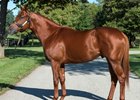 Spendthrift-Vekoma; stallions