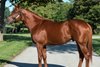 Spendthrift-Vekoma; stallions