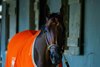 Nitrogen walking the Casse shedrow
Saratoga scenes at Saratoga Race Course in Saratoga Springs, N.Y., on August 26, 2026. 