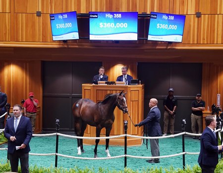 The Cody's Wish colt, consigned as Hip 358, in the ring at the Fasig-Tipton New York-Bred Sale