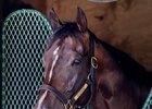 Sovereignty enjoys some quiet the day after he won The Whitney Stakes at the Mott training barn at the Oklahoma Training Center adjacent tot the Saratoga Race Course Sunday  Aug.9, 2026 in Saratoga Springs, N.Y. Photo by Skip Dickstein