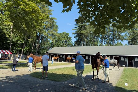 Yearlings are inspected at the Fasig-Tipton New-York Bred Yearlings Sale