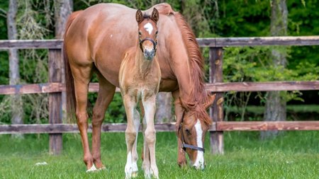 Princess Loulou with her 2019 foal Nashwa