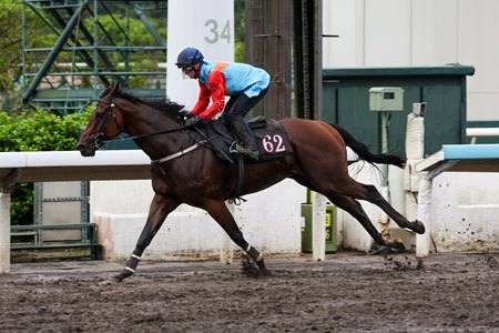 Ka Ying Rising trains at Sha Tin Racecourse