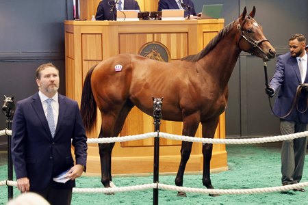 The Life is Good colt, consigned as Hip 411, in the ring at the Fasig-Tipton New York-Bred Yearling Sale